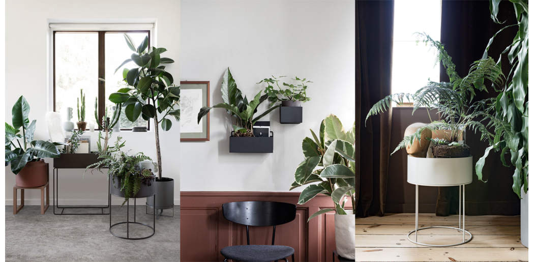 7 pokojových rostlin do 7 místností v bytě