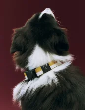 Obojek pro psa Dogs Collar Flat M/L, off-white/ochre
