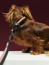 Obojek pro psa Dogs Collar Flat M/L, pink/black