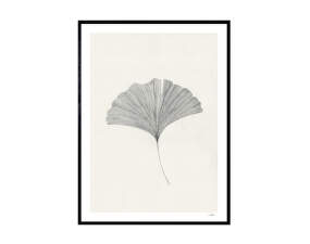 Plakát Ginkgo Leaf 30x40