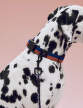 Nastavitelné vodítko Dogs Leash Braided, lavender/green