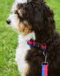 voditko-HAY Dogs Leash Flat M/L, red/blue