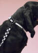 Obojek pro psa Dogs Collar Flat, black/white