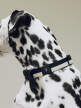 Obojek pro psa Dogs Collar Flat, black/white