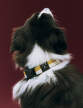 Obojek pro psa Dogs Collar Flat, off-white/ochre