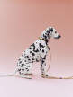 Obojek pro psa Dogs Collar Flat, off-white/ochre