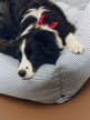Psí pelíšek Dogs Bed L, blue and white stripe