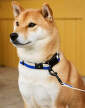 obojek-HAY Dogs Collar Flat S/M, off-white/blue