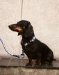 obojek-HAY Dogs Collar Flat S/M, lavender/green