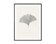 Plakát Ginkgo Leaf 30x40