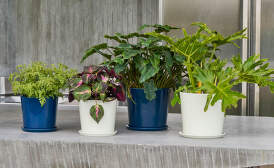 Botanical Pots