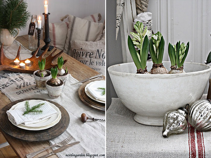 Hyacint jako součást vánoční dekorace a slavnostně prostřeného stolu
