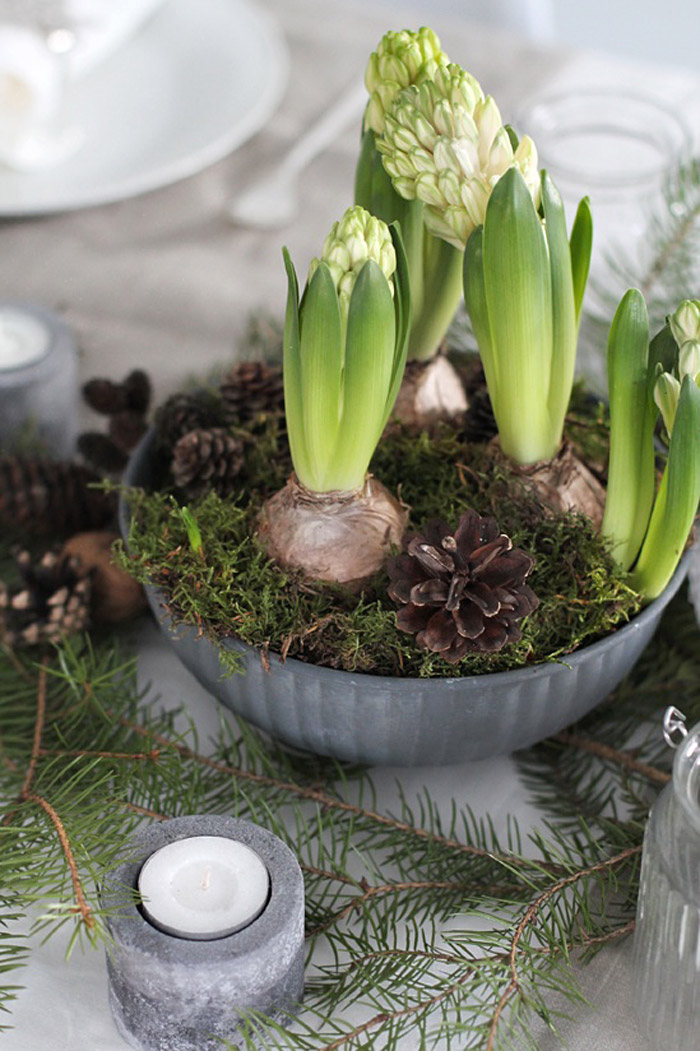 Hyacint jako součást vánoční dekorace a slavnostně prostřeného stolu
